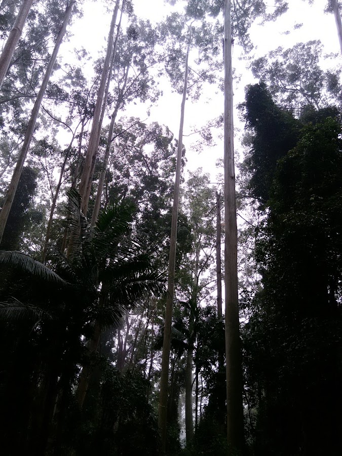 Yabbra National Park