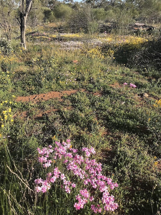 Jibberding Rock and Nature Reserve Rest Area