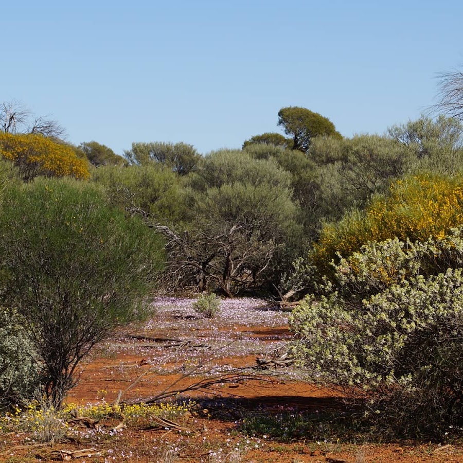 Jibberding Rock and Nature Reserve Rest Area