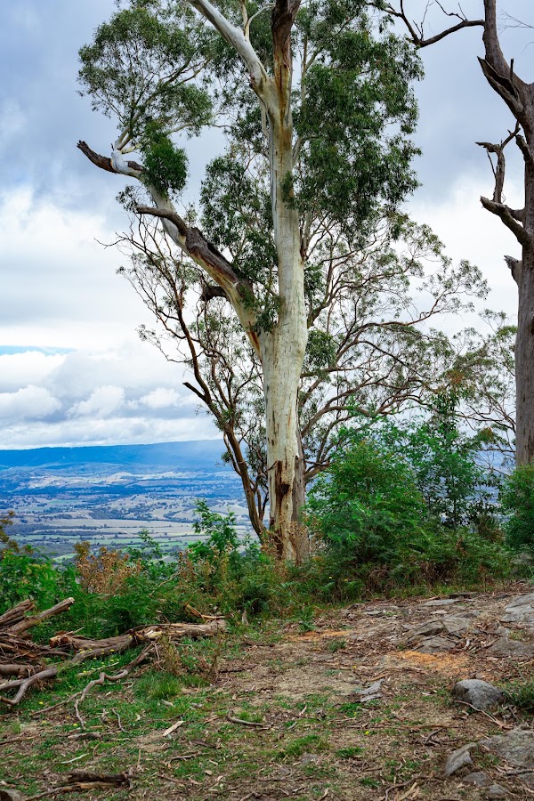 Morris Lookout