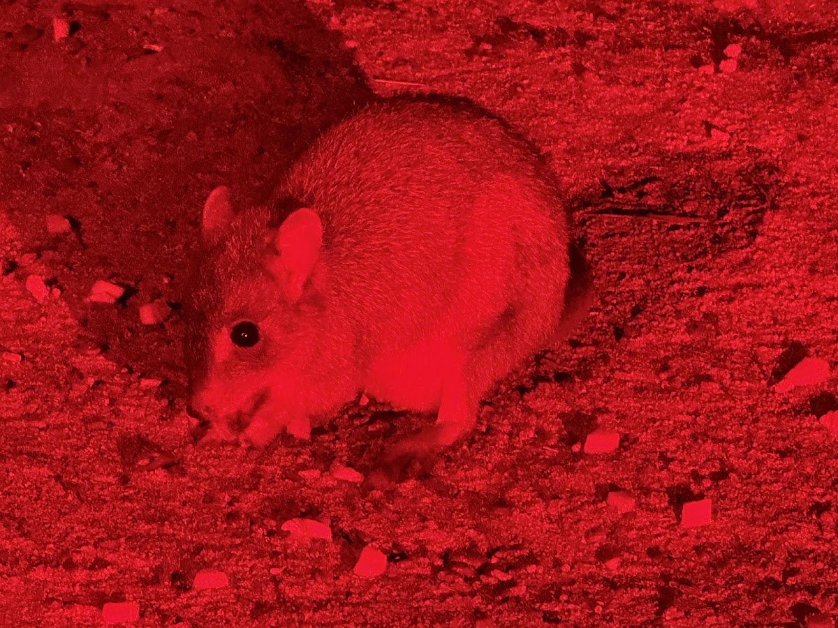 Barnabinmah Conservation Park