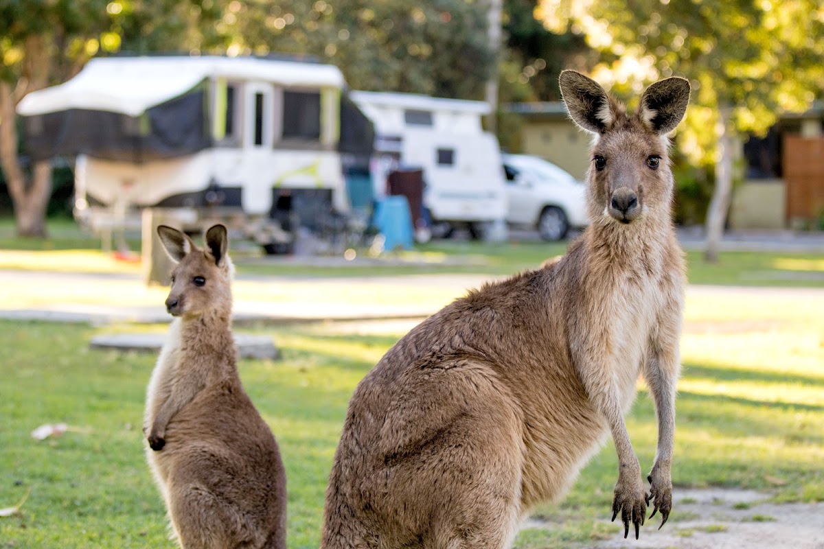NRMA South West Rocks Holiday Park