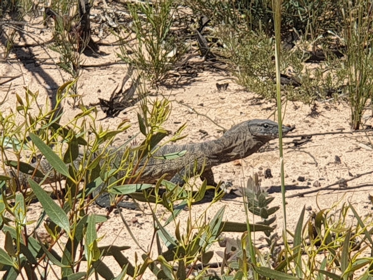 Frank Hann National Park