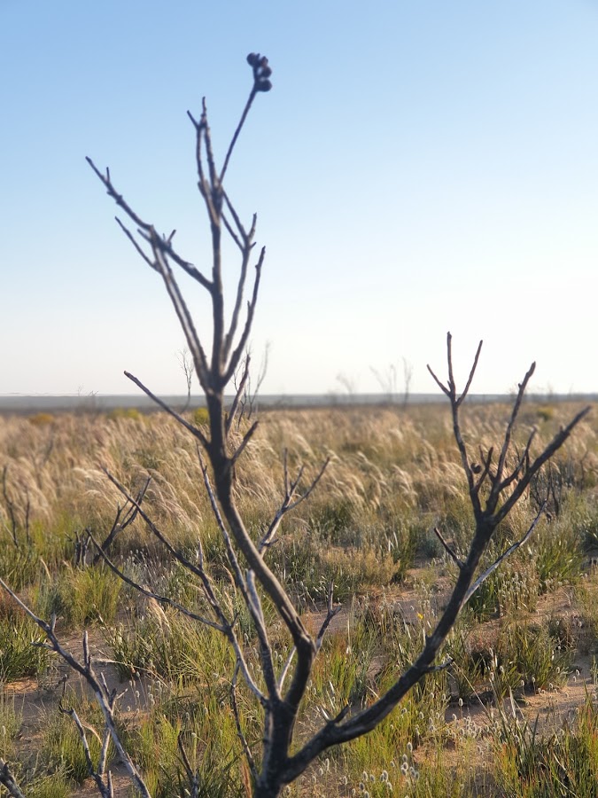 Frank Hann National Park