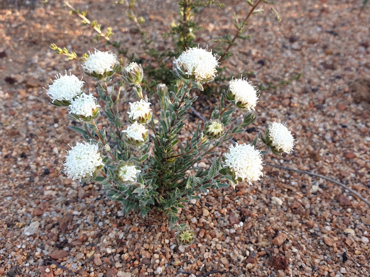 Frank Hann National Park
