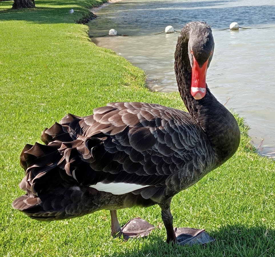 Boort Lakes Holiday Park