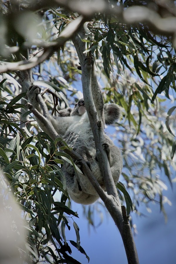 Hays Inlet Conservation Park 2