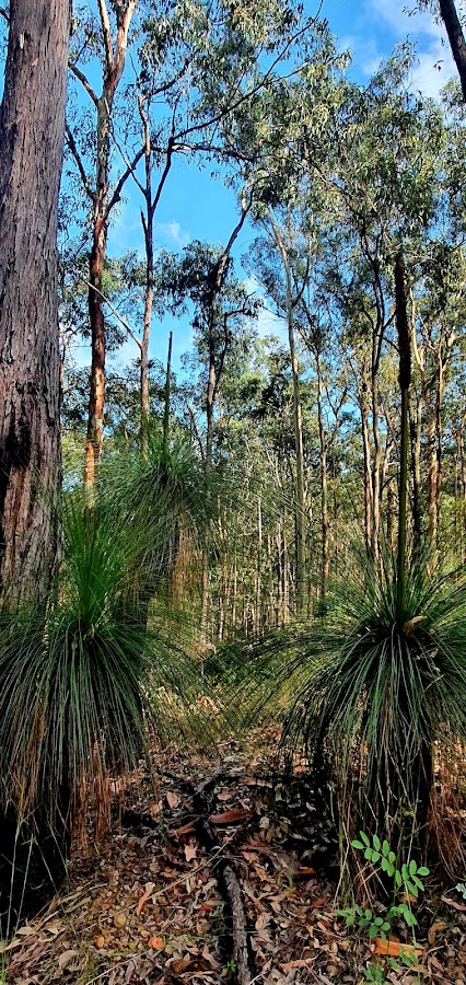 Moggill Conservation Park
