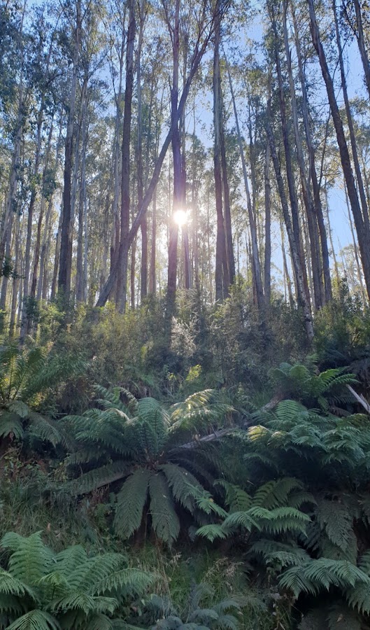 Upper Howqua Camping Area