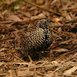 Palmgrove National Park (Scientific)