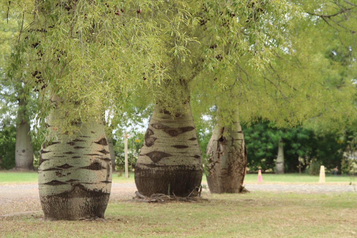 Mitchell Caravan Park