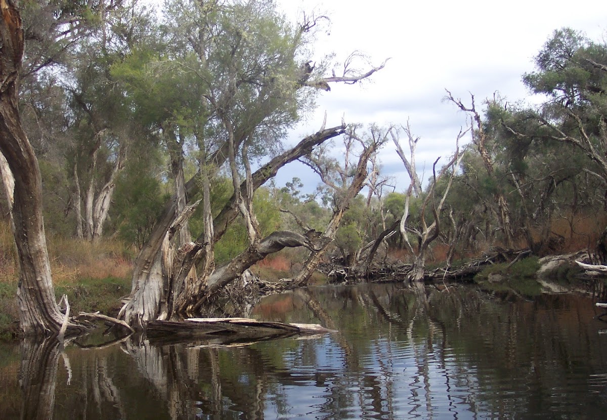 Frankland River Campsite