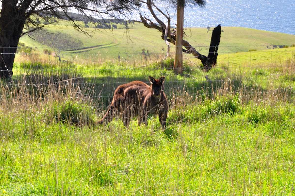 Lathami Conservation Park