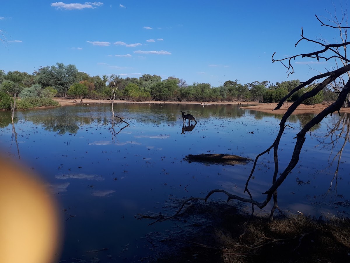 Bowra Wildlife Sanctuary Nature Refuge