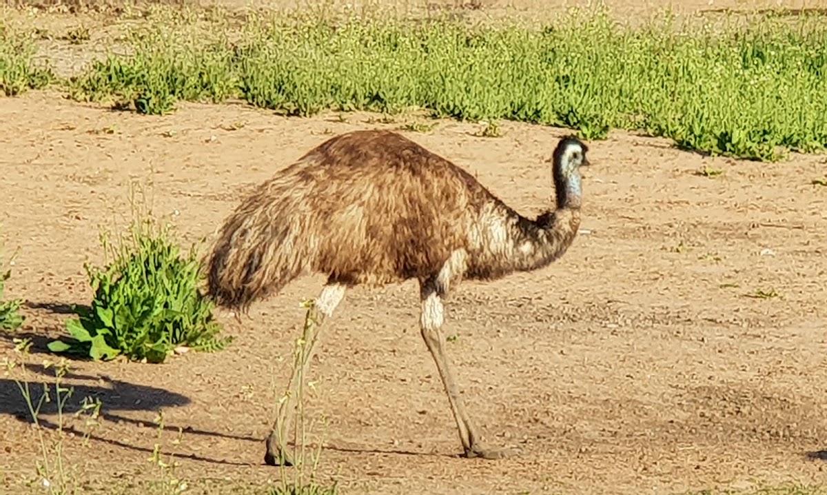 Bowra Wildlife Sanctuary Nature Refuge
