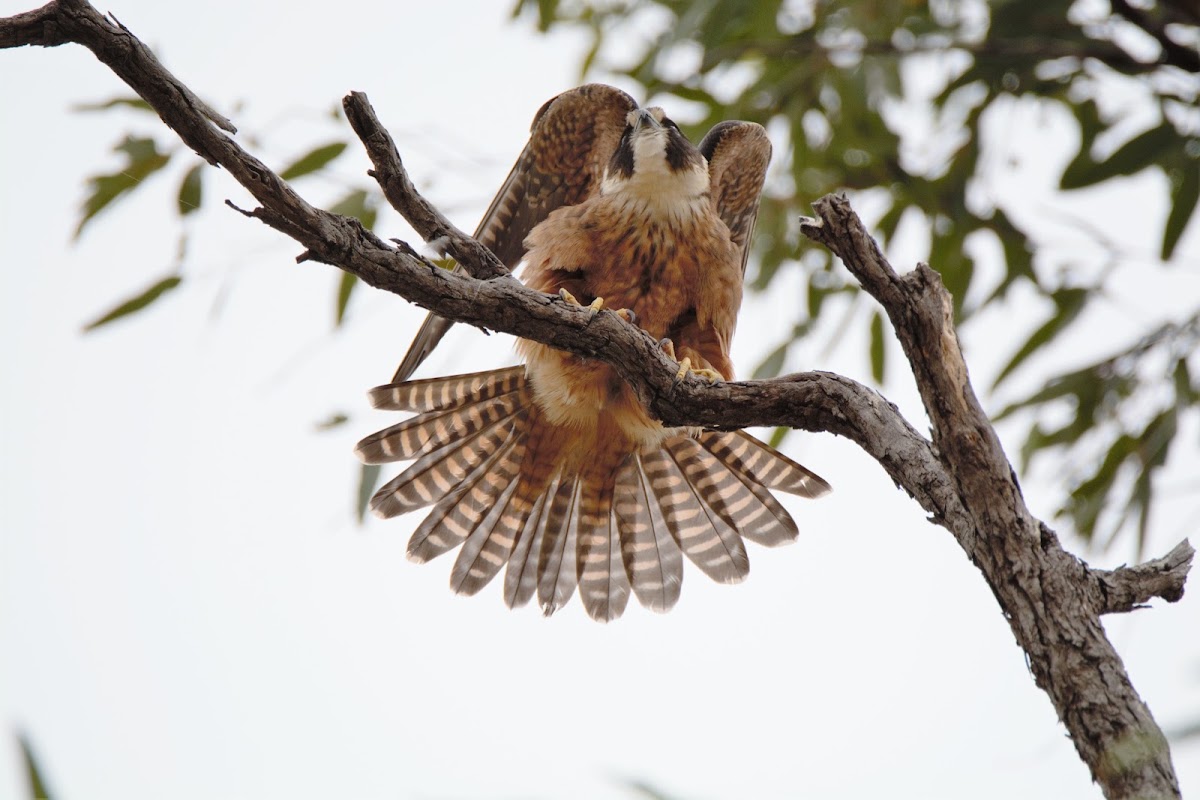 Bowra Wildlife Sanctuary Nature Refuge