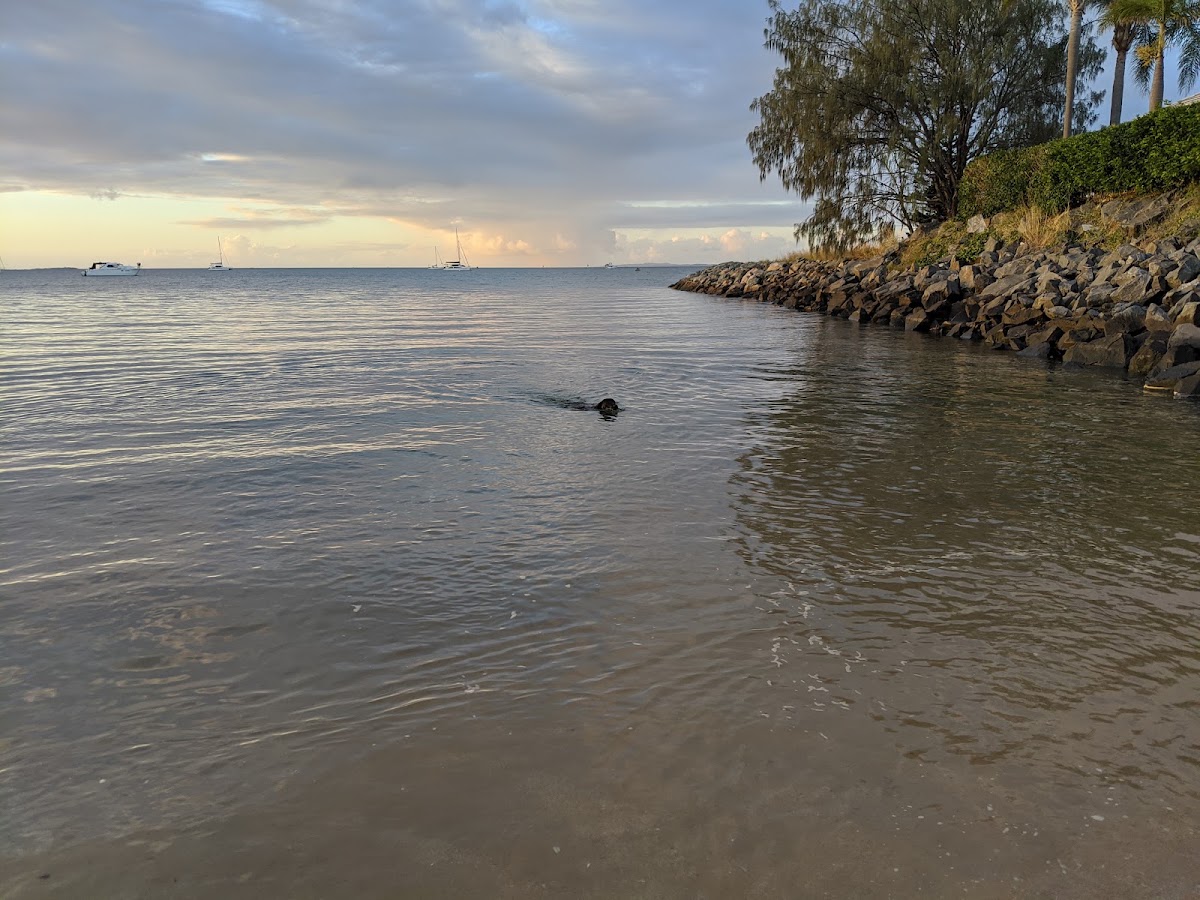 Dog Beach