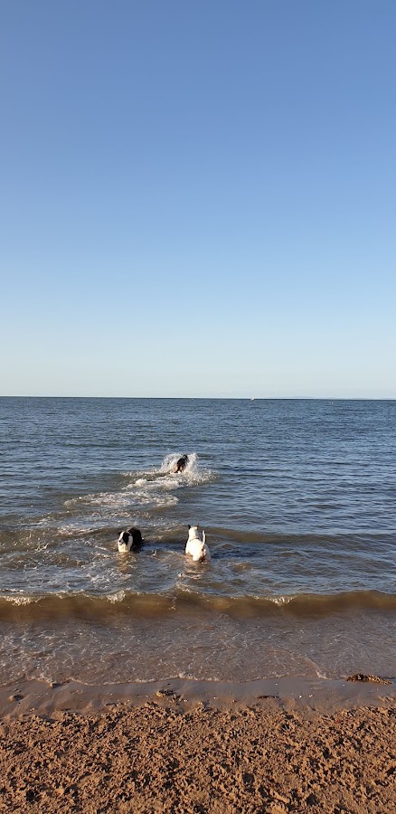 Dog Beach