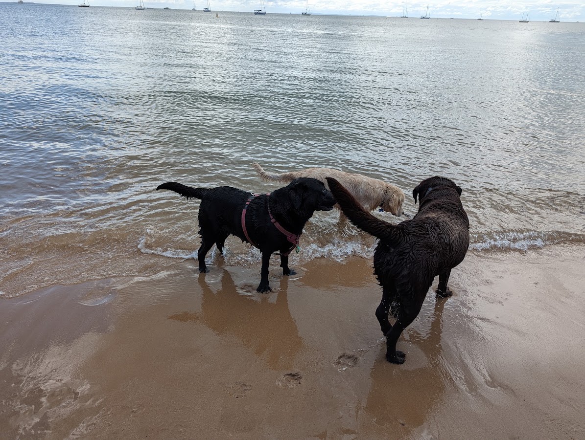 Dog Beach